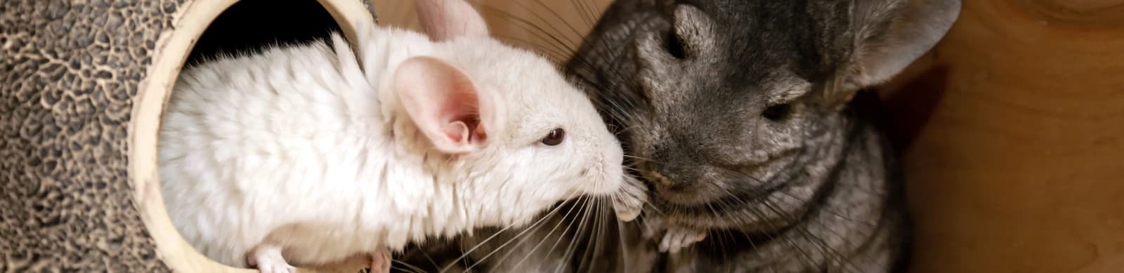 Steckbrief Chinchillas