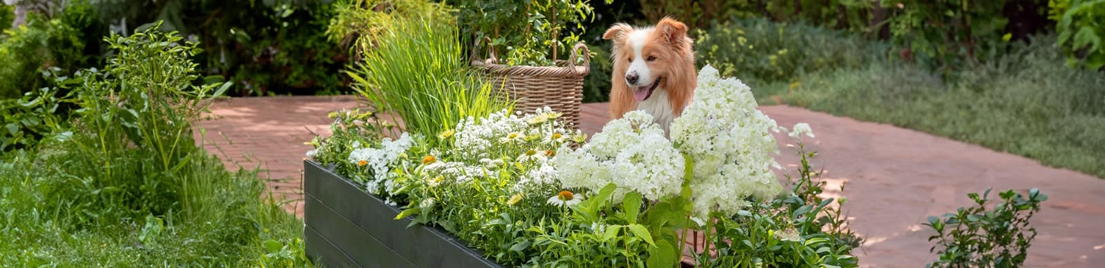 Schattigen Vorgarten gestalten – stilvolle Ideen