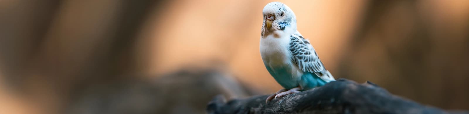 Steckbrief Wellensittiche