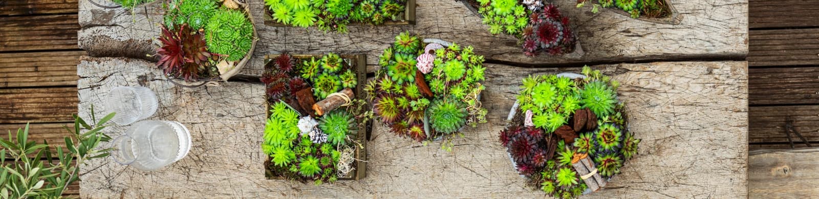 Hauswurz: Pflegeleichte Sukkulente