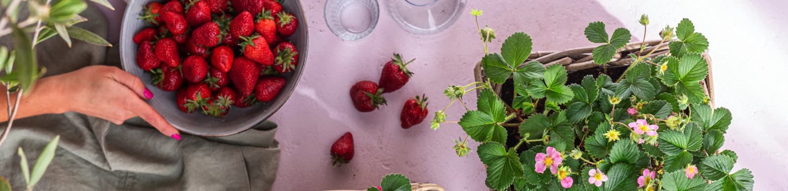 Erdbeeren – das rote und leckere Glück