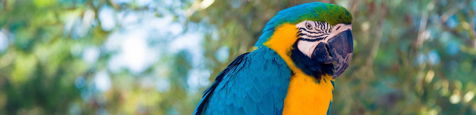 Steckbrief Papageien