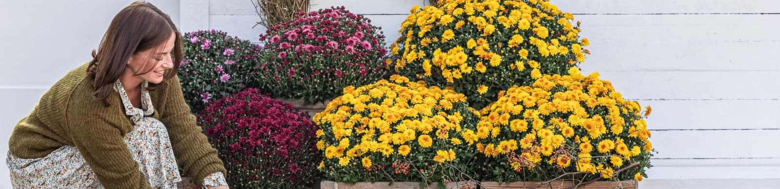 Chrysanthemen – leuchtende Blüten für Balkon & Garten