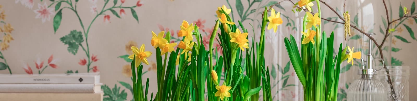 Bildschöne Narzissen: Pflanzen, pflegen & Co.