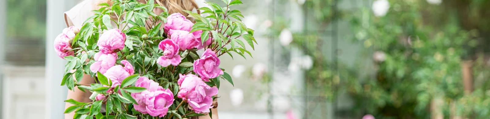 Pfingstrosen: Pflege, Standort und Blütenpracht im Garten