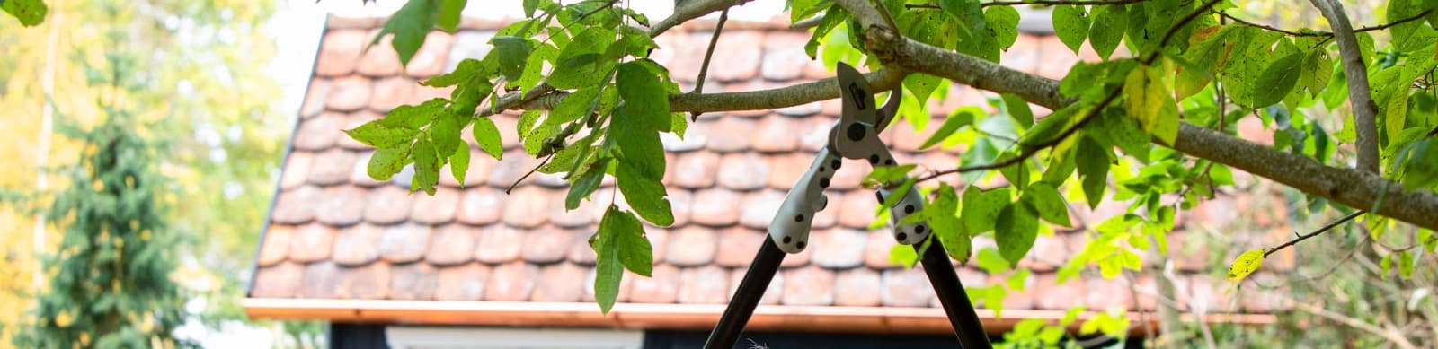 Obstbaumschnitt leicht gemacht