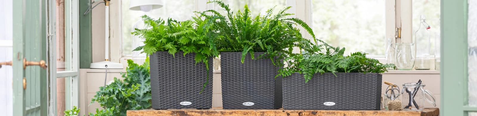 Zimmerfarne für frische Luft und Dschungel-Feeling