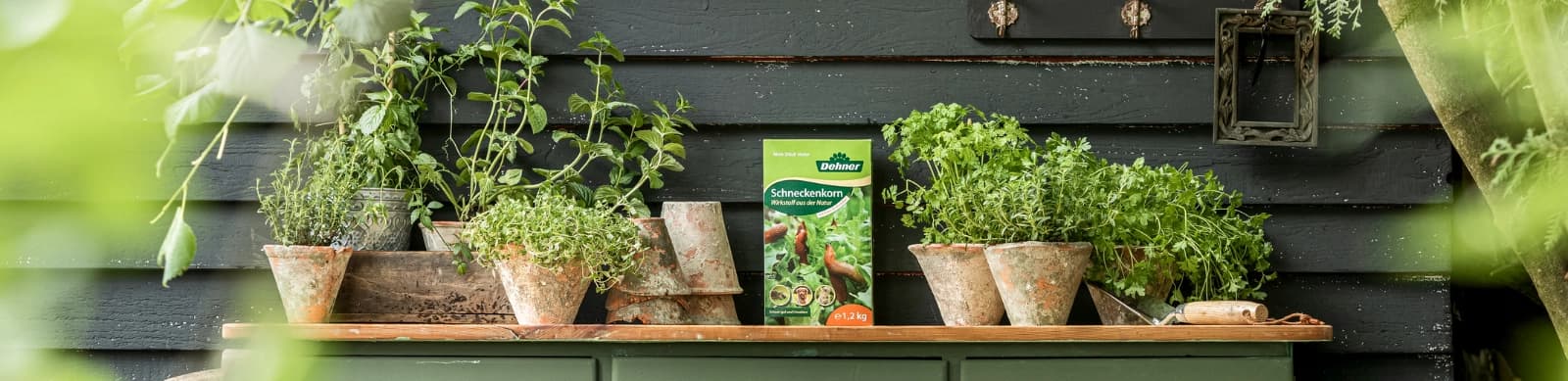 Pflanzenschädlinge erkennen, vorbeugen und behandeln