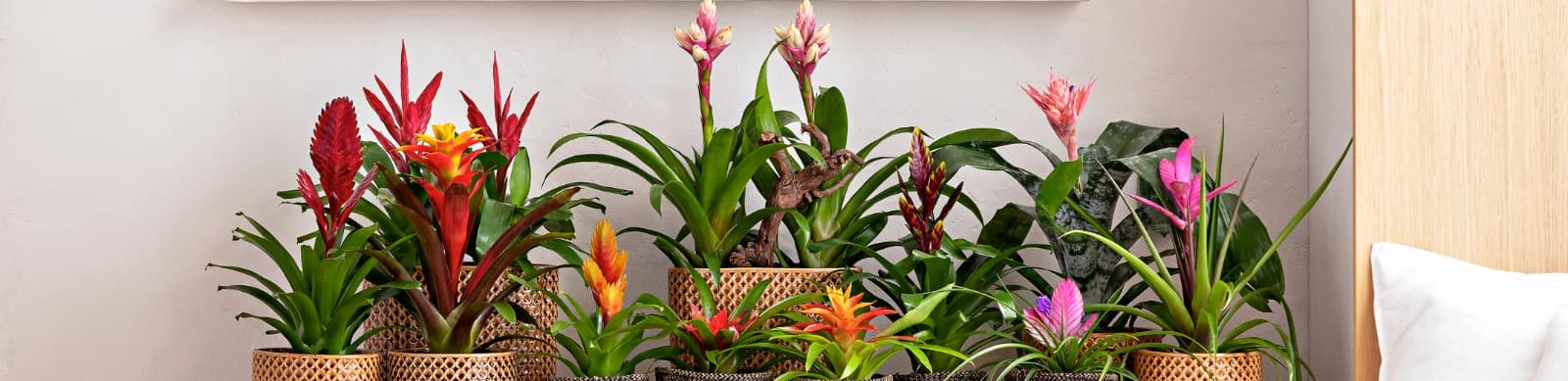 Bromeliengewächse: Pflegeleichte Latinas