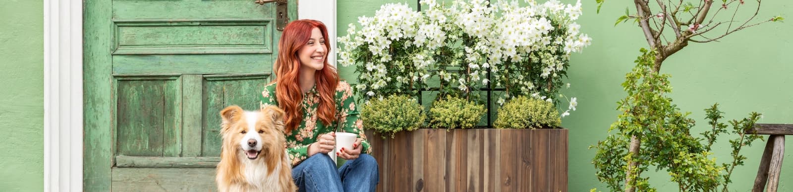Clematis – Kletterkünstler im Garten