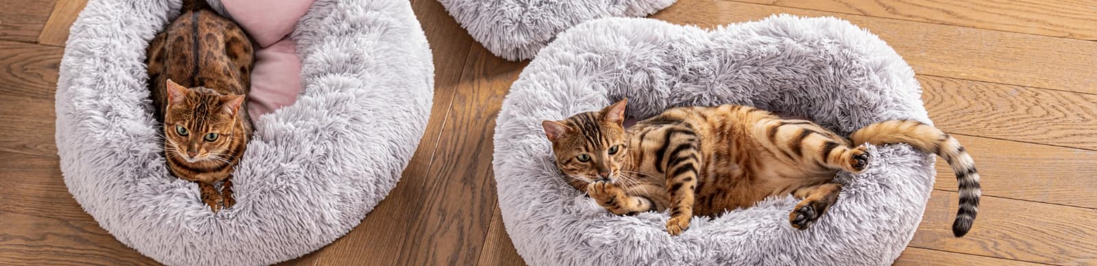 Eine Katze zieht ein – alles für den gelungenen Start