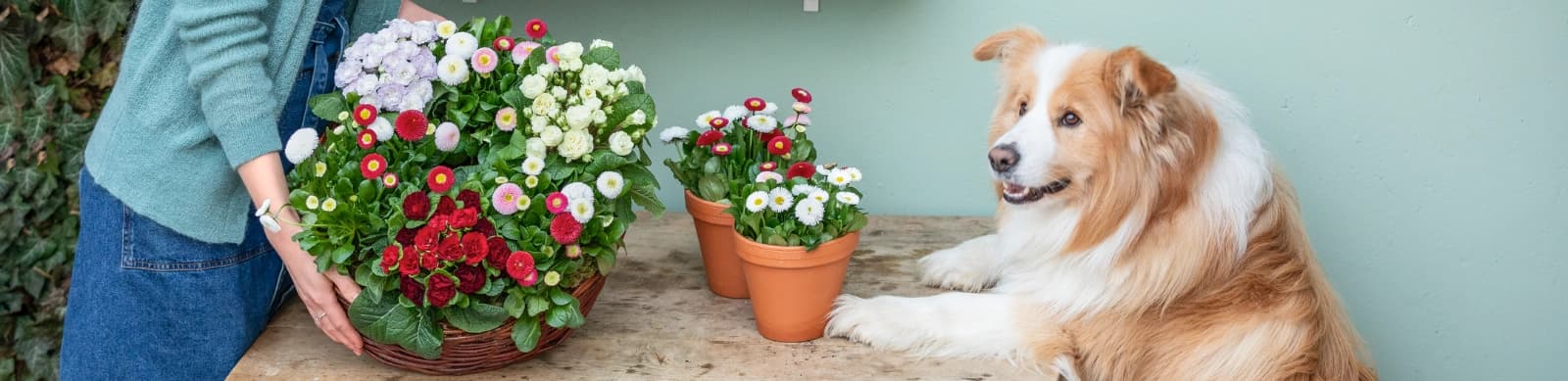 Primeln – kunterbunte Frühlingsboten