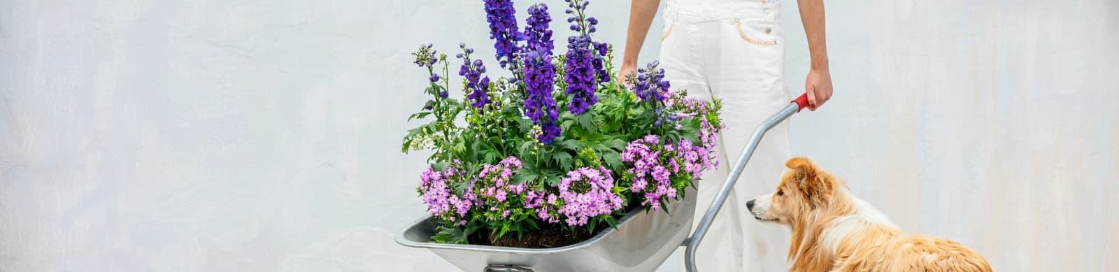 Edler Rittersporn: Standort, Pflege und Kombis