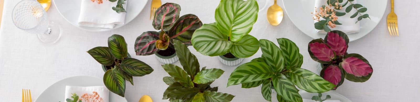 Calathea – trendige Zimmerpflanzen, die begeistern