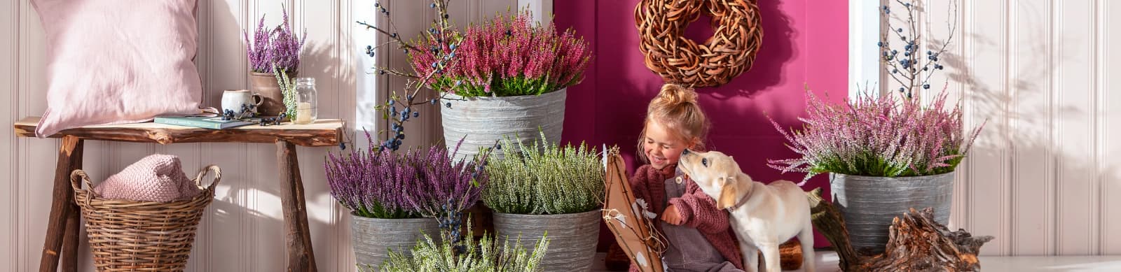 Heidekrautgewächse: Erika und Calluna für Garten & Co.