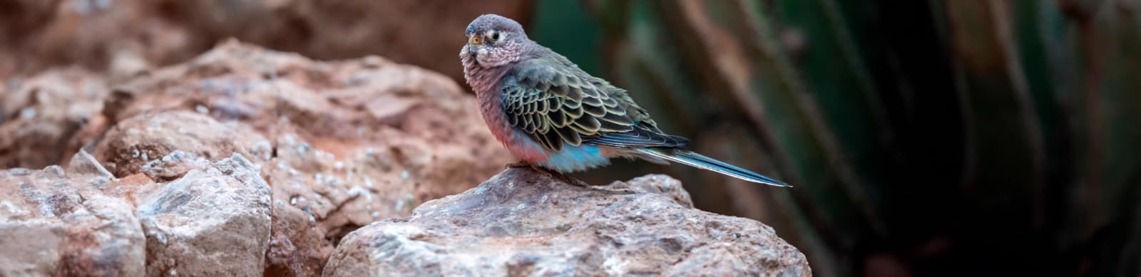 Steckbrief Bourkesittiche