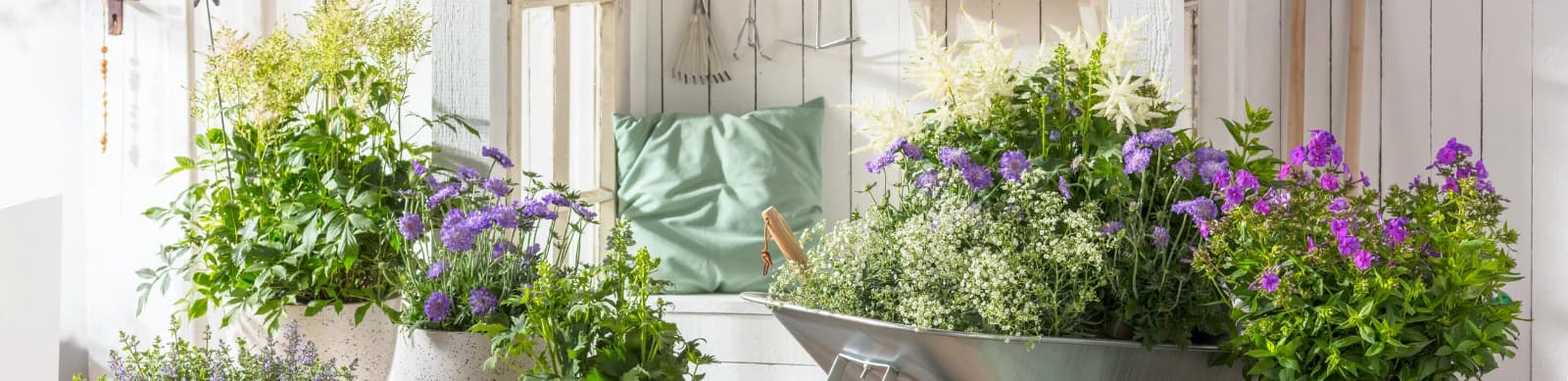 Das kleine 1x1 der Stauden