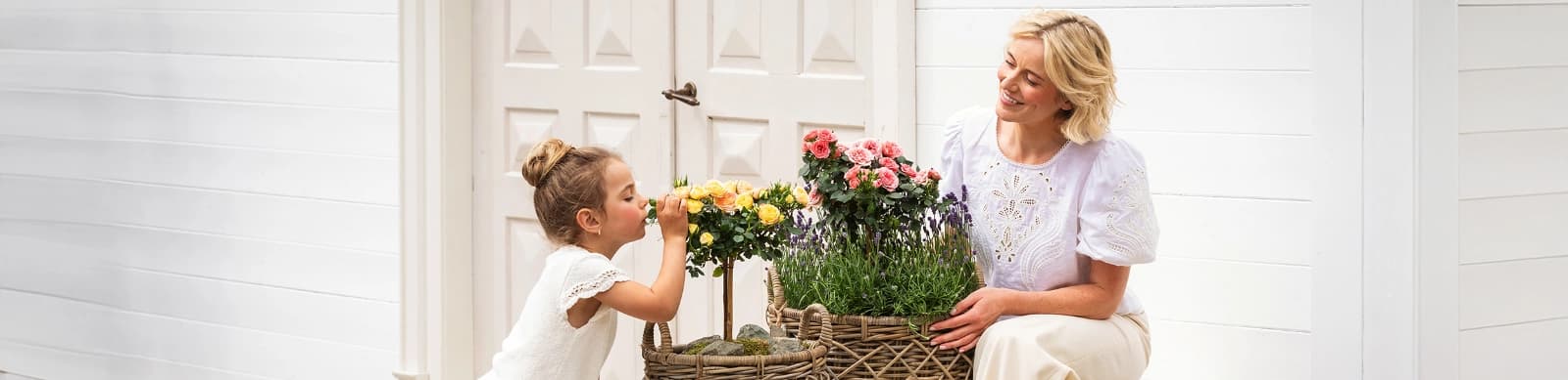 Die Rose – die "Königin der Blumen"