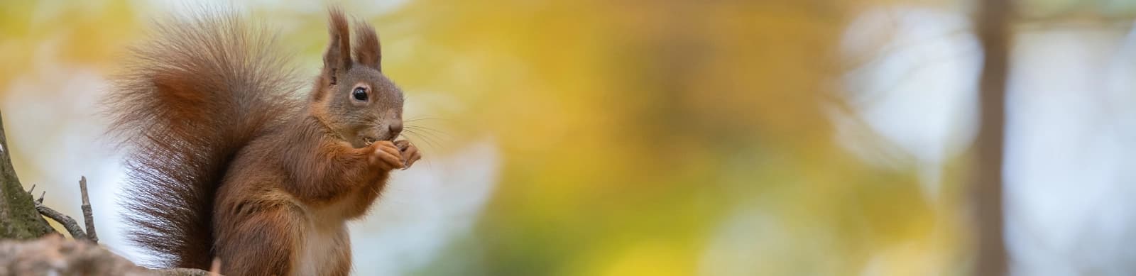 Eichhörnchen im Garten: Was sie fressen und wie Sie ihnen helfen können