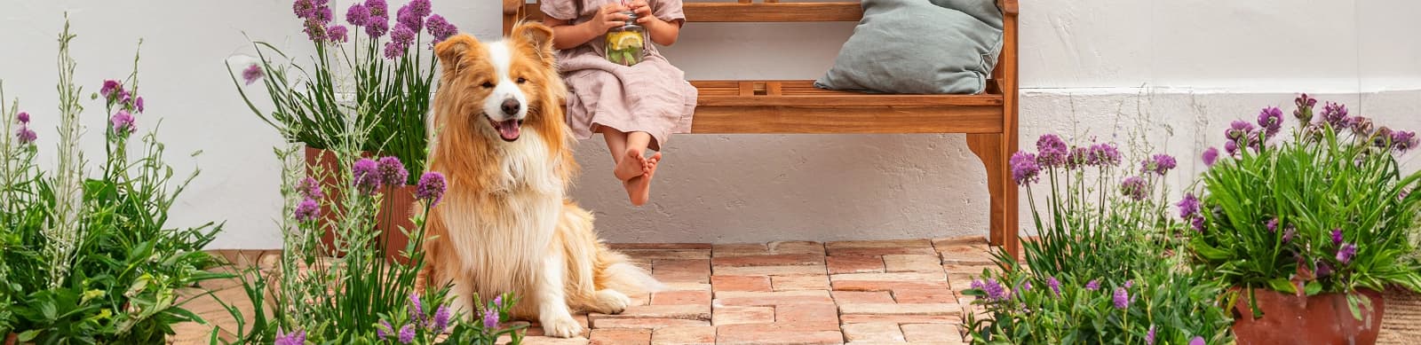 Hunde