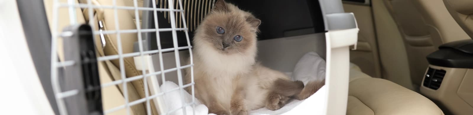 Katzentransport leicht gemacht