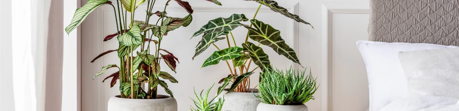 Alokasie – Die Königin der exotischen Zimmerpflanzen