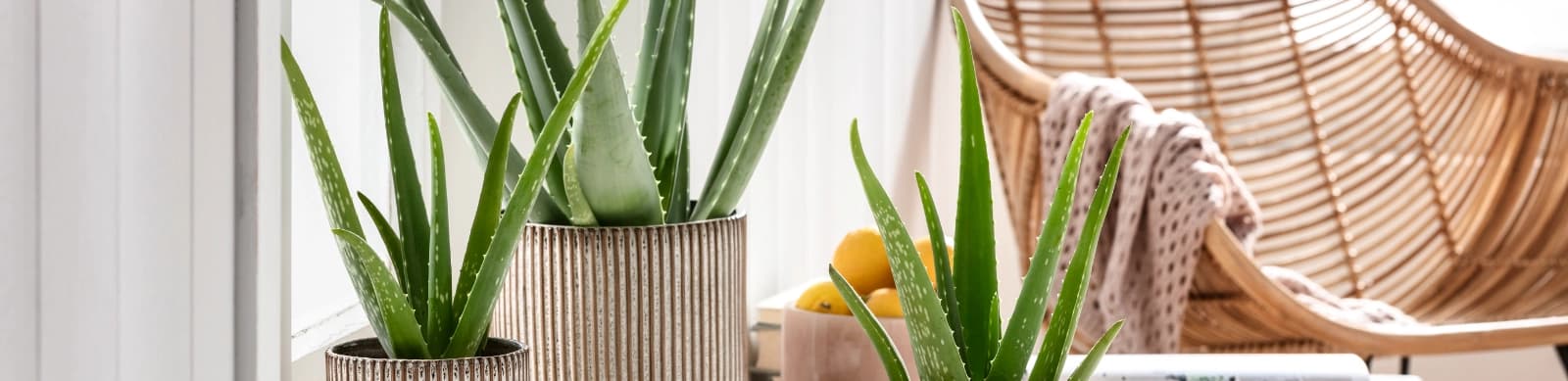 Kleine Wunderpflanze Aloe – Arten & Pflege