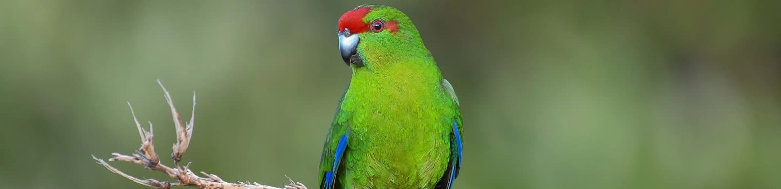 Steckbrief Ziegensittiche