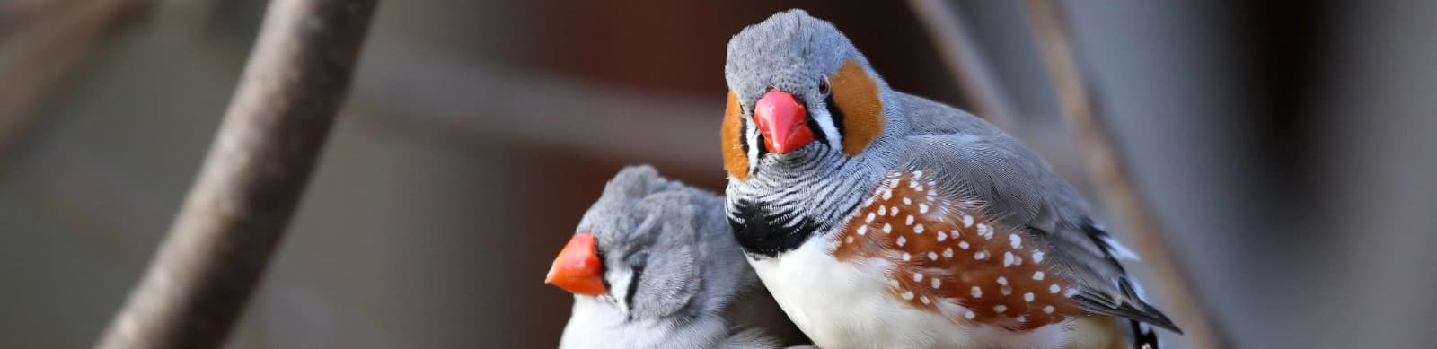 Steckbrief Zebrafinken