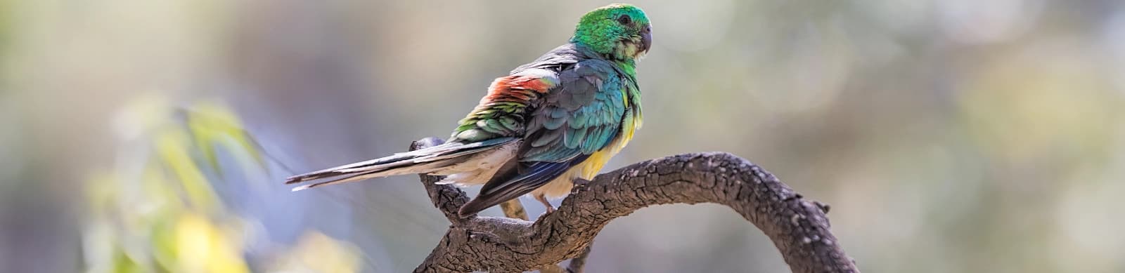 Steckbrief Singsittiche