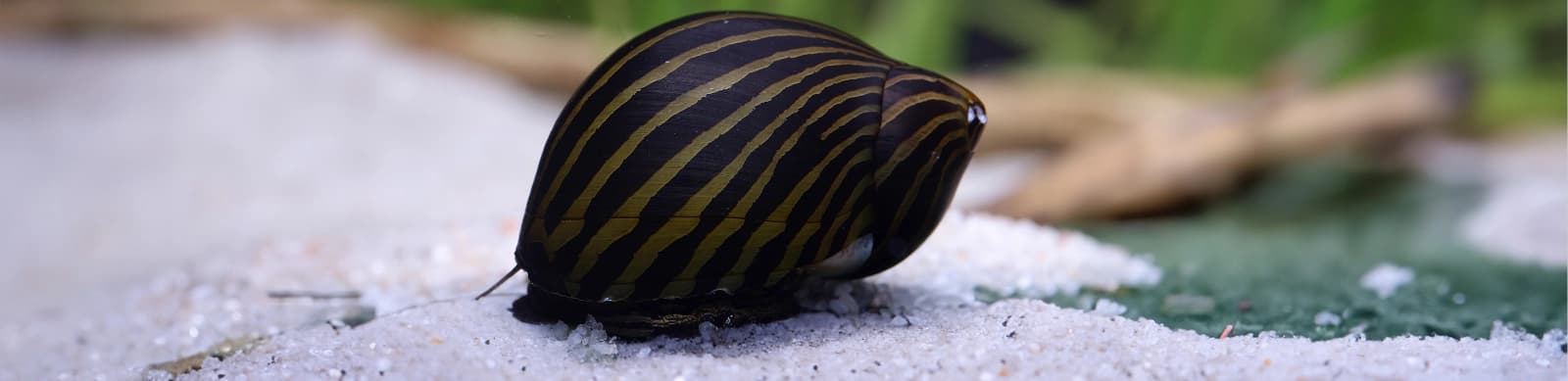 Steckbrief Rennschnecken