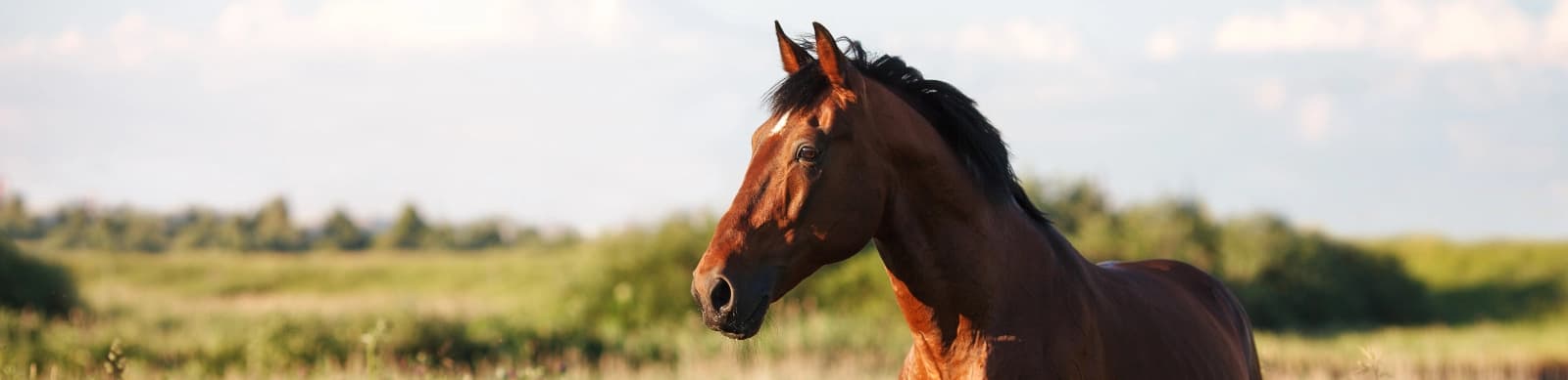 Pferdehaltung – der Traum vom eigenen Pferd