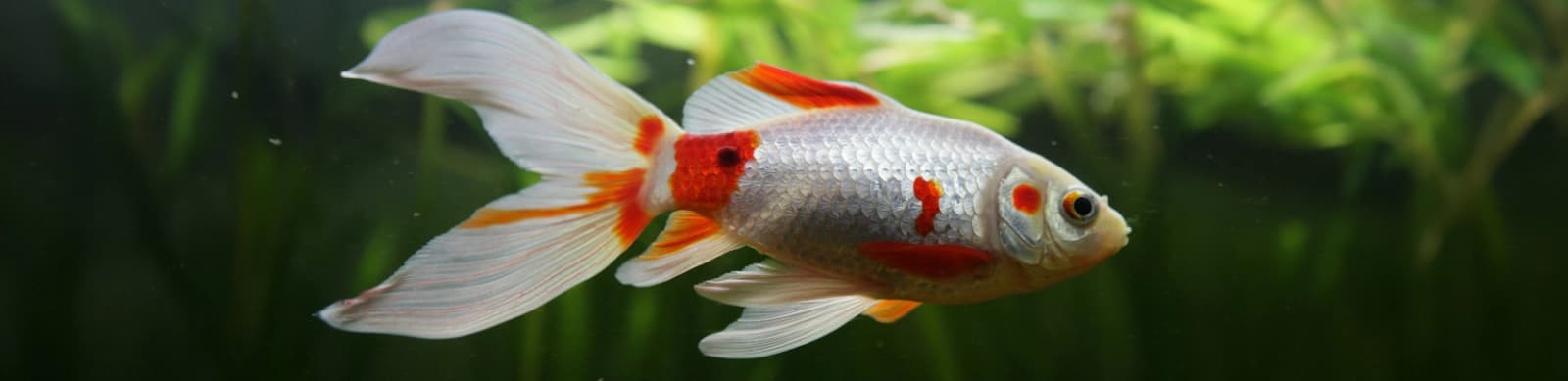 Steckbrief Goldfische