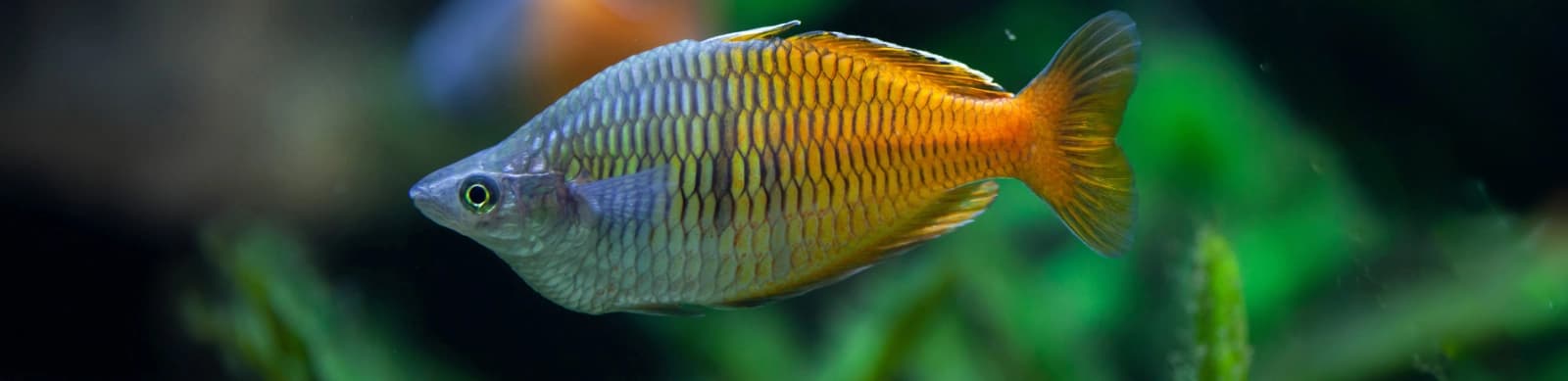 Steckbrief Regenbogenfische