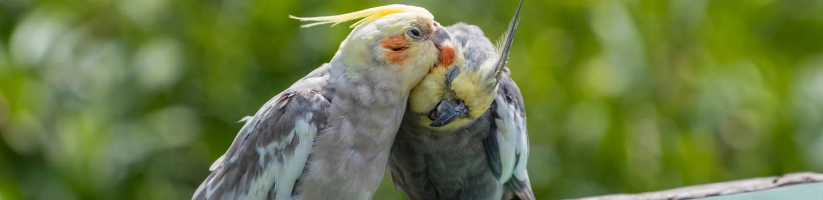 Steckbrief Nymphensittiche