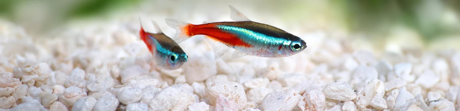 Steckbrief Neonsalmler