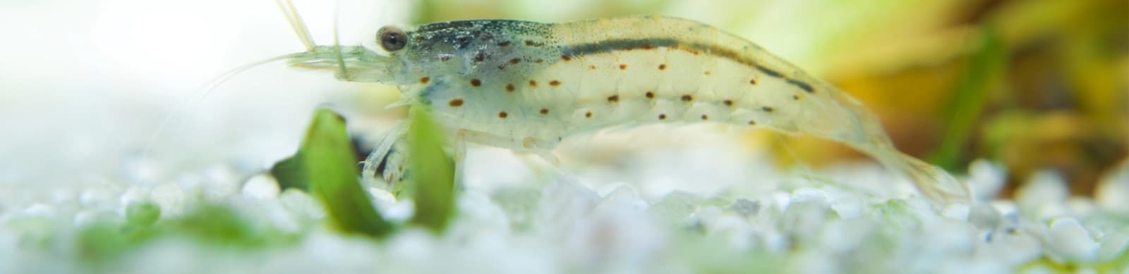 Steckbrief Amanogarnelen