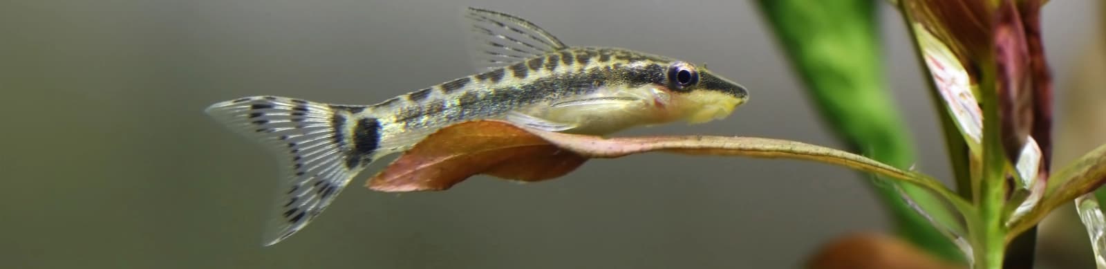 Steckbrief Gestreifte Ohrgitter-Harnischwelse