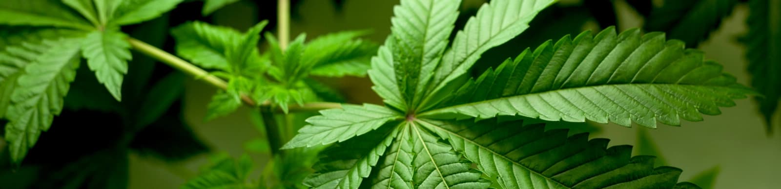 Grow your own – Cannabis selbst anbauen