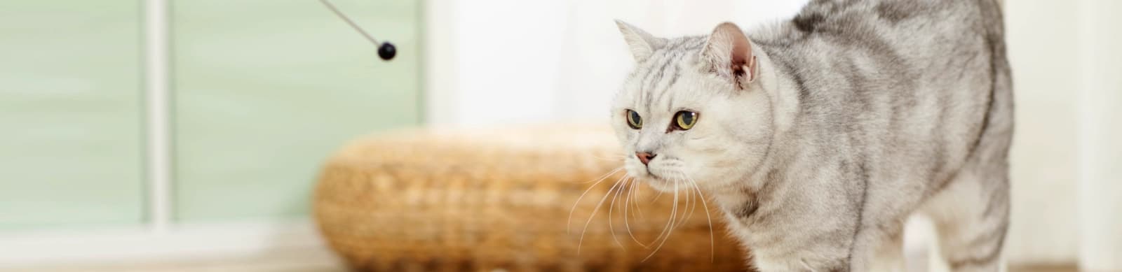 Katzen-Clickertraining in 7 Schritten