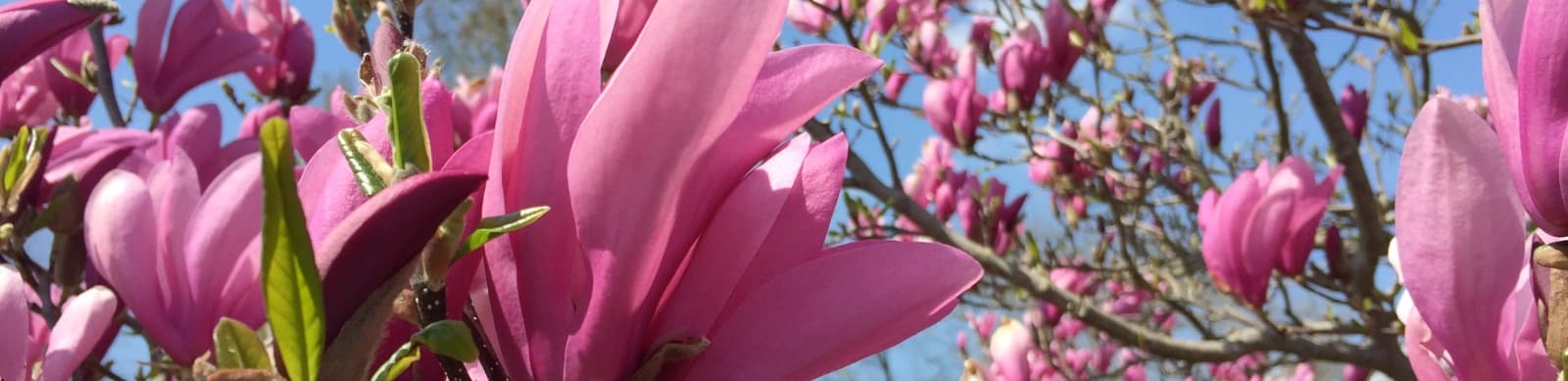 Magnolien: Standort und Pflege