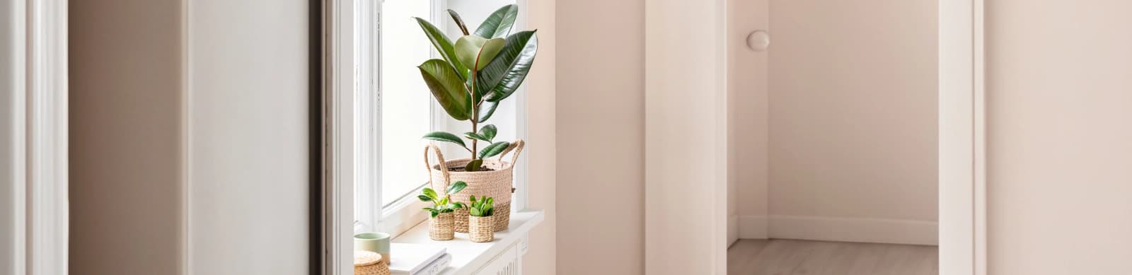 Top 10: Zimmerpflanzen, die Heizungsluft gut vertragen