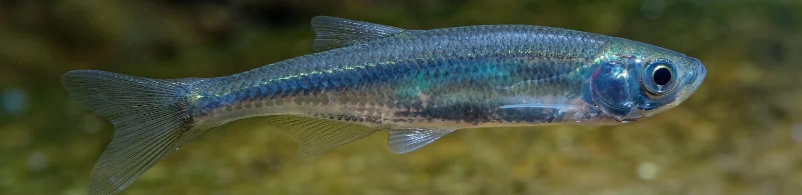 Steckbrief Moderlieschen