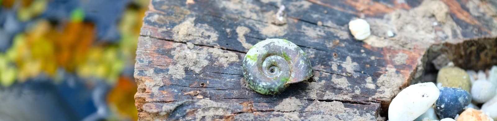 Steckbrief Posthornschnecke