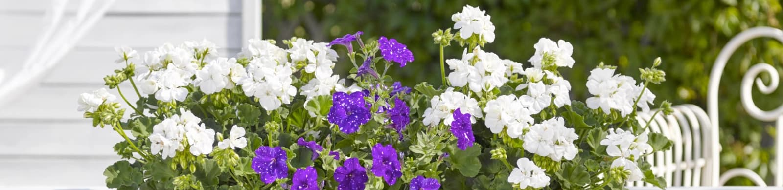Schöne Petunien für Balkon, Garten & Co.