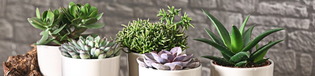 Angesagter Blickfang: Sukkulenten pflanzen und pflegen