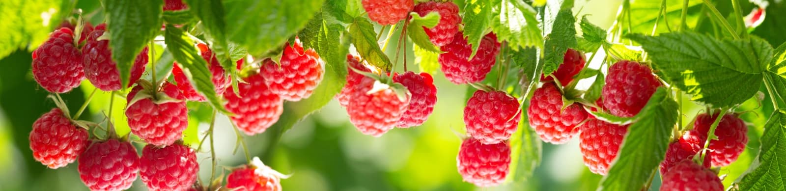 Himbeeren pflanzen, pflegen und genießen