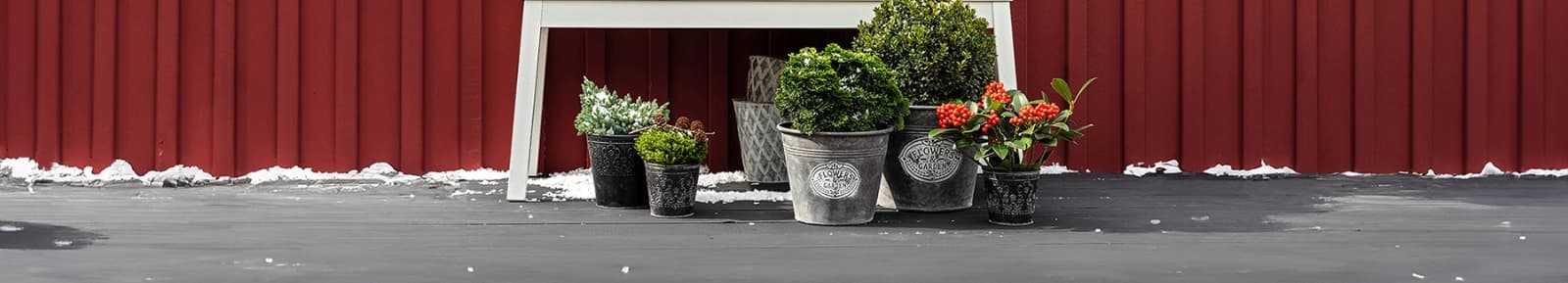 Winterharte Pflanzen für Ihren Garten & Balkon