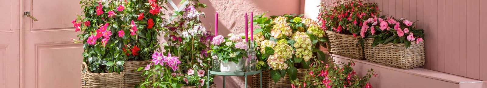 Grenzenloser Blütenzauber