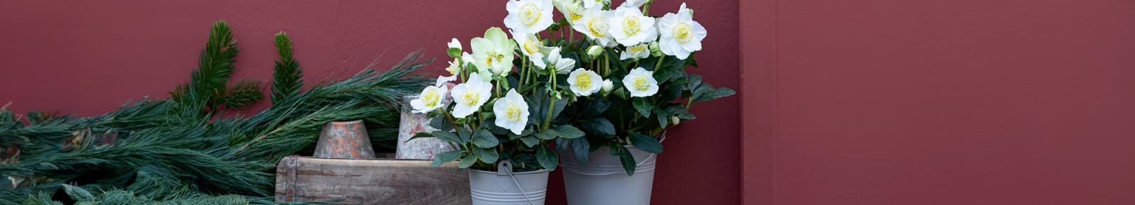 Leuchtende November-Stimmung